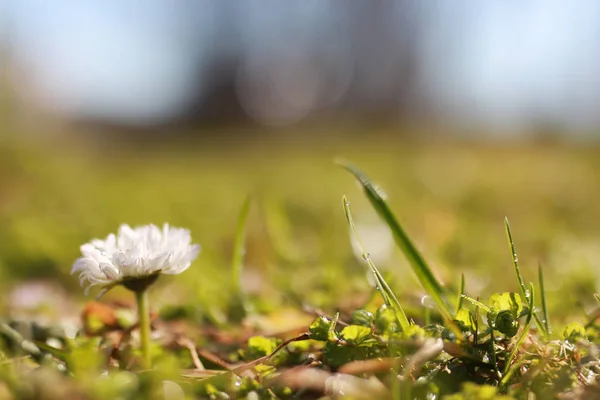 Jarní trávy a květina — Stock fotografie
