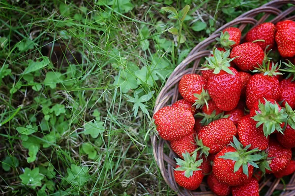 Φράουλα σε τσάντα ψάθινα υπαίθρια — Φωτογραφία Αρχείου