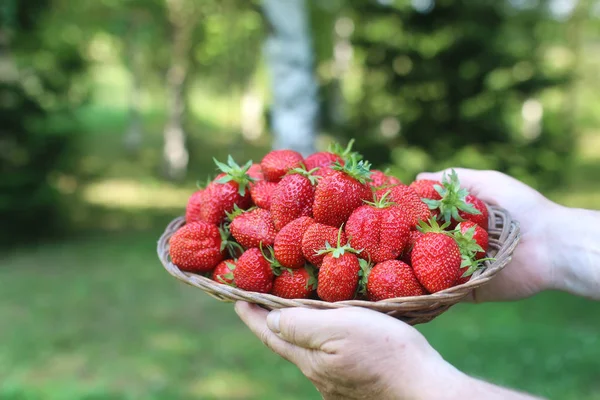 Φράουλες σε ένα καλάθι λυγαριά στα χέρια — Φωτογραφία Αρχείου