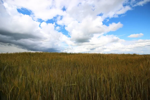 Mısır gevreği çavdar alan