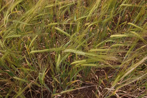 Mısır gevreği çavdar alan