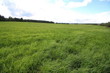 Peyzaj çayır gökyüzü bulut