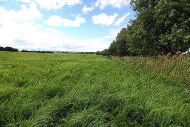 Peyzaj çayır gökyüzü bulut