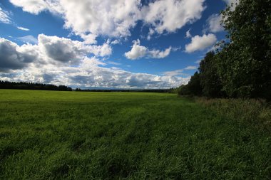 Peyzaj çayır gökyüzü bulut