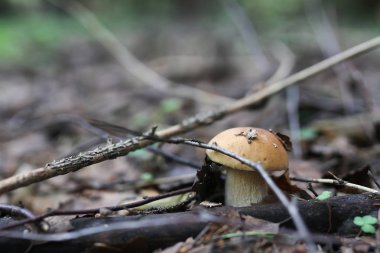 Boletus mantar damla su