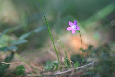 Mor çan niteliğine