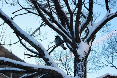 Huş çıplak kış kuş