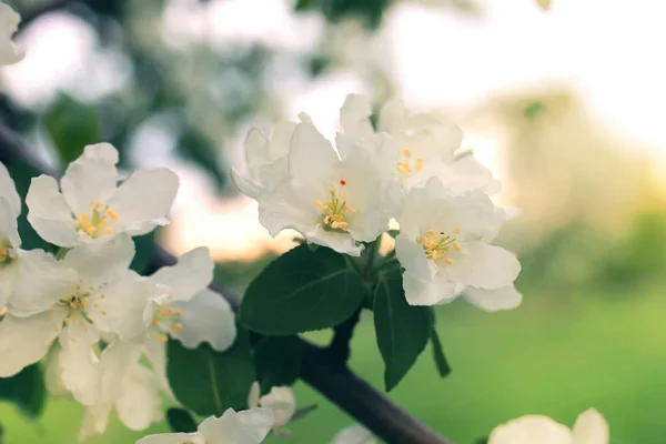 Blume Apfelbaum Sonnenuntergang Makro — Stockfoto