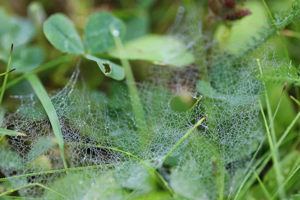 Örümcek ağı çiğ damla su — Stok fotoğraf