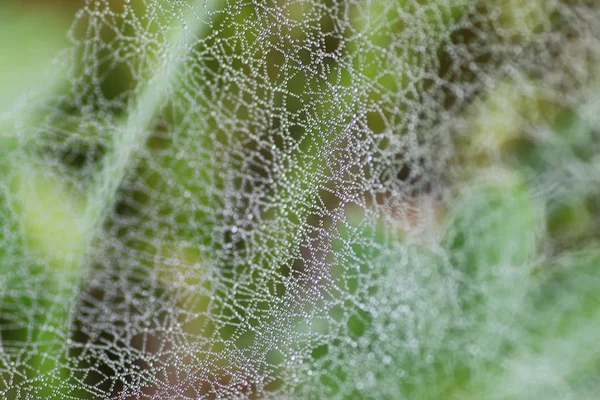 クモの巣の露の一滴の水 — ストック写真