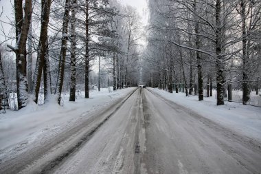 Kışın yol boyunca ağaç