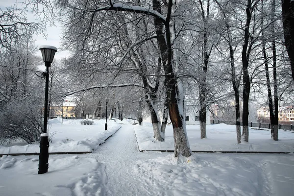 植物覆盖着雪的冬季公园分支 — 图库照片