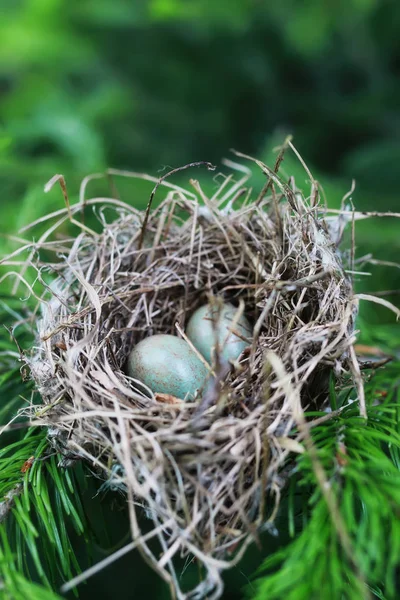 自然の中の鳥の巣 — ストック写真