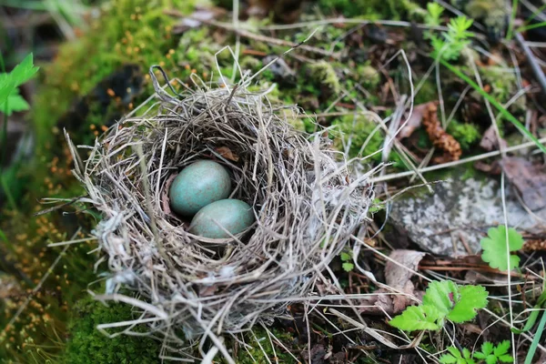 Vogelnest in der Natur — Stockfoto