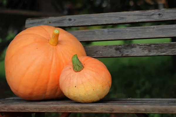 Pumpa utomhus natur hösten — Stockfoto