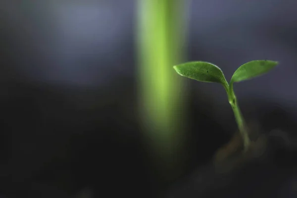 Nueva semilla hierba verde — Foto de Stock
