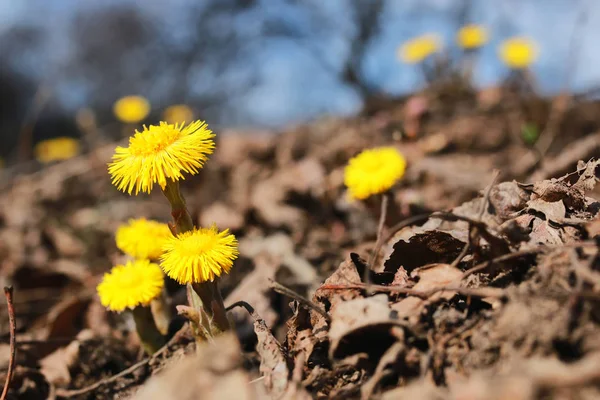 Gelbe erste Blüten — Stockfoto