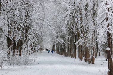 ağaç parkta koşan kış kar spor adam