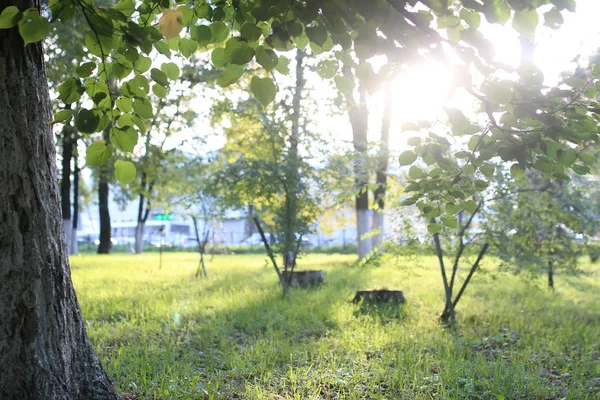 公園の葉太陽 — ストック写真