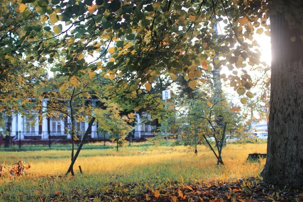 Jesienne słońce liść park — Zdjęcie stockowe