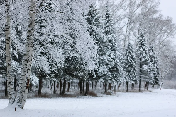 Зимовий сніг на гілці ялинки — стокове фото