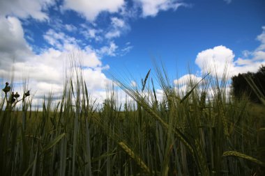 Mısır gevreği çavdar alan