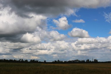 Mısır gevreği çavdar alan