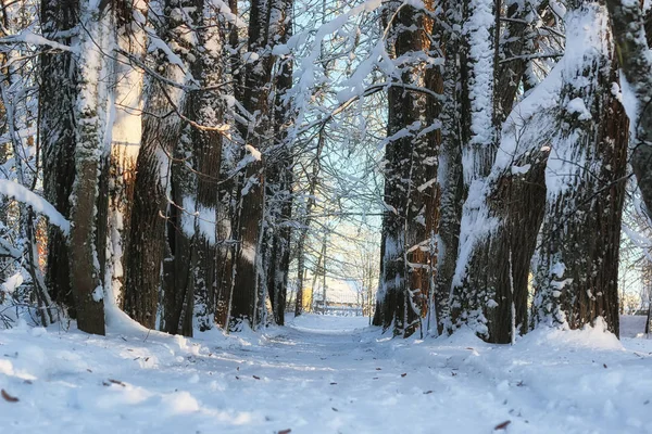 Winter forest landscape sunlight snow — Stock Photo, Image