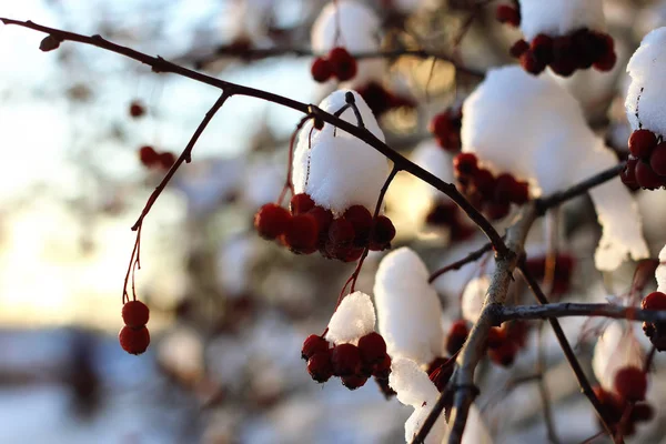 Zweig der Pflanze mit Schnee bedeckt Winter Makro — Stockfoto