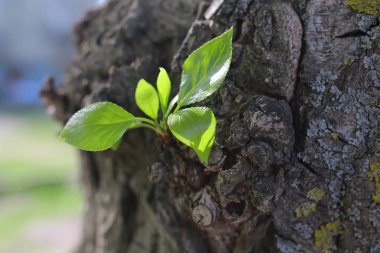 ağacın yeni yaprağı