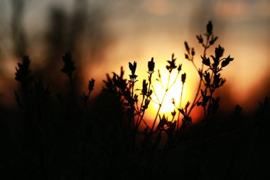 taze bahar yaprakları bir ağaç üzerinde