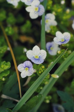 çim ve çiçek bir alanda bahar