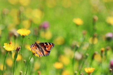 çimenlerin üzerinde Kelebek