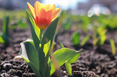 Bahar çiçek Lale zeminde