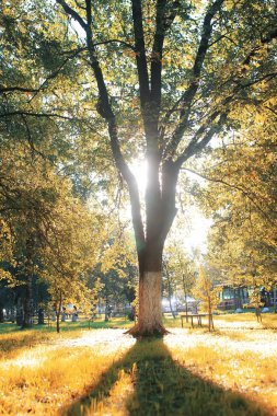 sonbahar park yaprak güneş