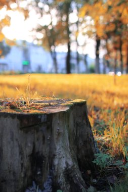 sonbahar park yaprak güneş