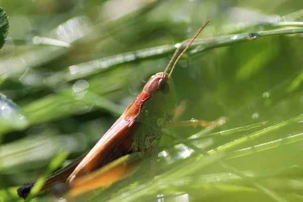 Pequeño saltamontes en la hierba —  Fotos de Stock