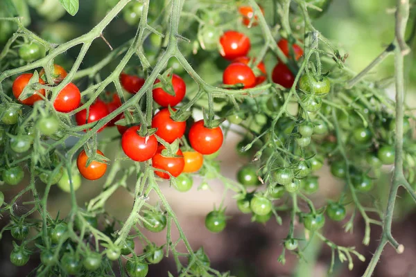 Şube ürün üzerinde domates