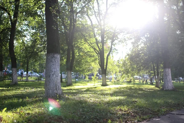 Park blad zon — Stockfoto