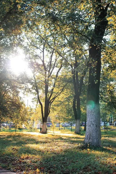 秋天的公园叶阳光 — 图库照片