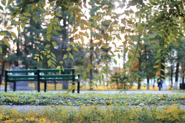 Jesienne słońce liść park — Zdjęcie stockowe