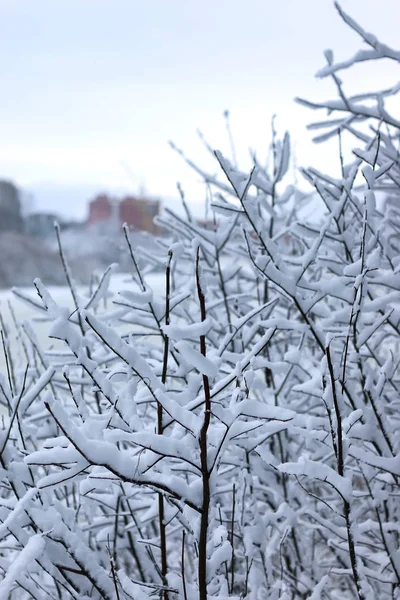 Zima snow na tle budowy drzewa — Zdjęcie stockowe