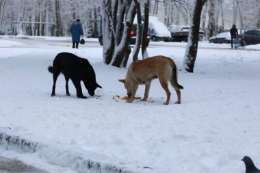 kış köpek yemek açık