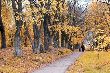 Park manzarası yalnız ağaç