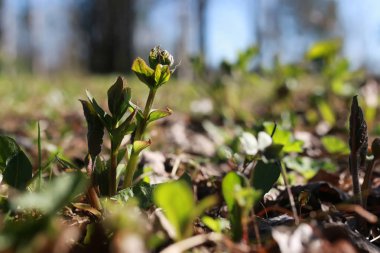 Bahar çim ve çiçek