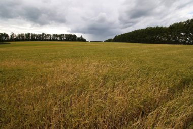 Mısır gevreği çavdar alan
