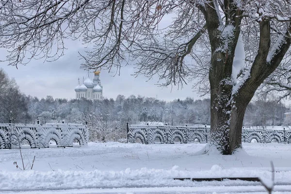 孤树公园冬雪 — 图库照片