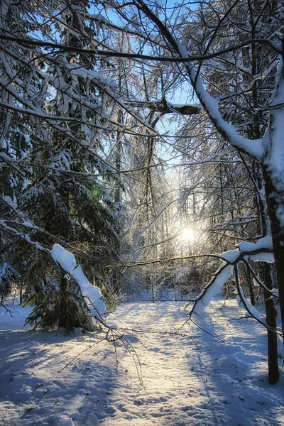 Winter forest landscape sunlight snow — Stock Photo, Image