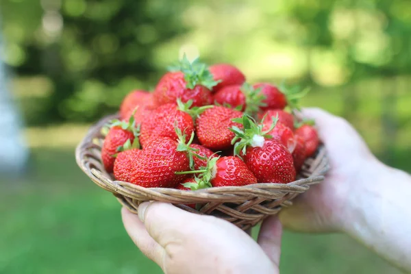 Strawberries in a wicker basket in the hands — Stock Photo, Image