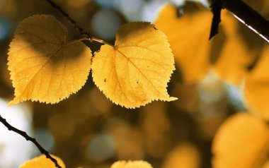 Sonbahar sarı yaprak arka ışık